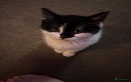 Mixed Breed cats for sale: Beautiful female - Image 2
