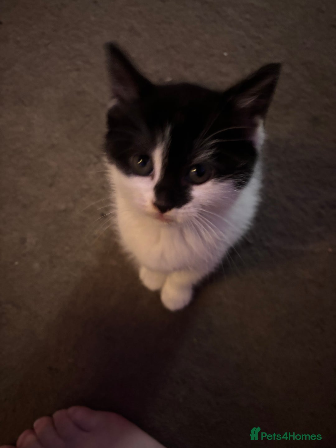 Mixed Breed cats for sale: Beautiful female - Image 2