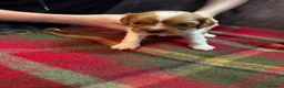 Cavalier King Charles Spaniel dogs for sale: King Charles puppies  - Advert 7