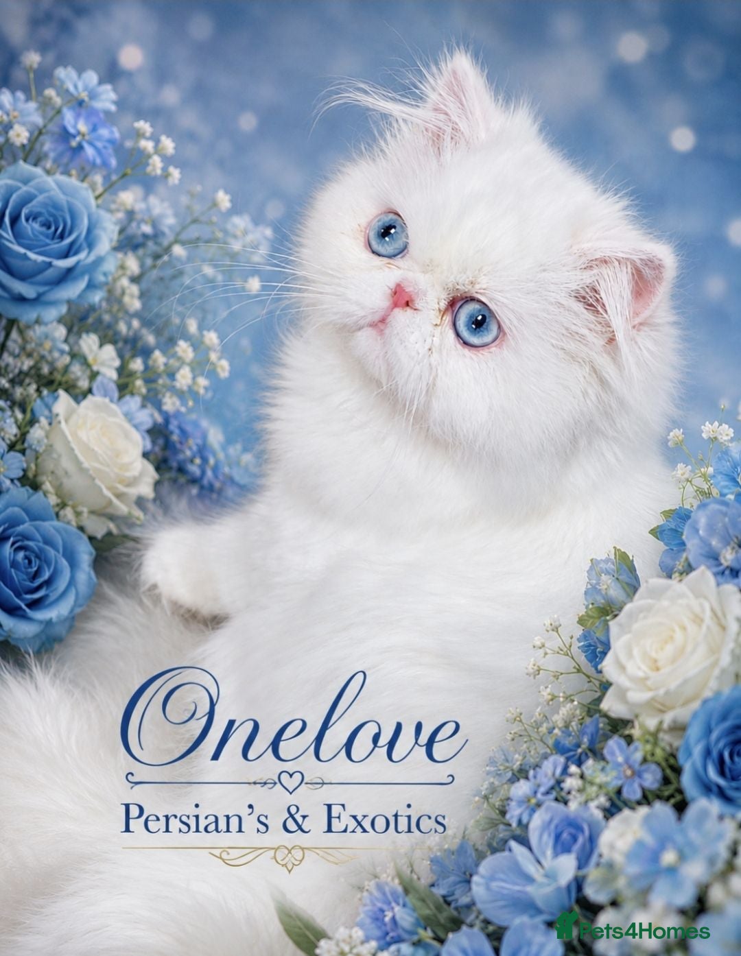 Persian cats 🎀 One girl left GCCF Persian Kitten 🎀 - Advert 18