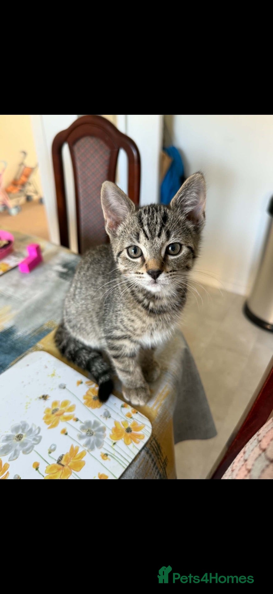 Mixed Breed cats Beautiful Kitten - Ready for his forever home - Advert 1