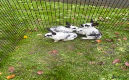 Rex rabbits for sale: Beautiful friendly babies - Image 7