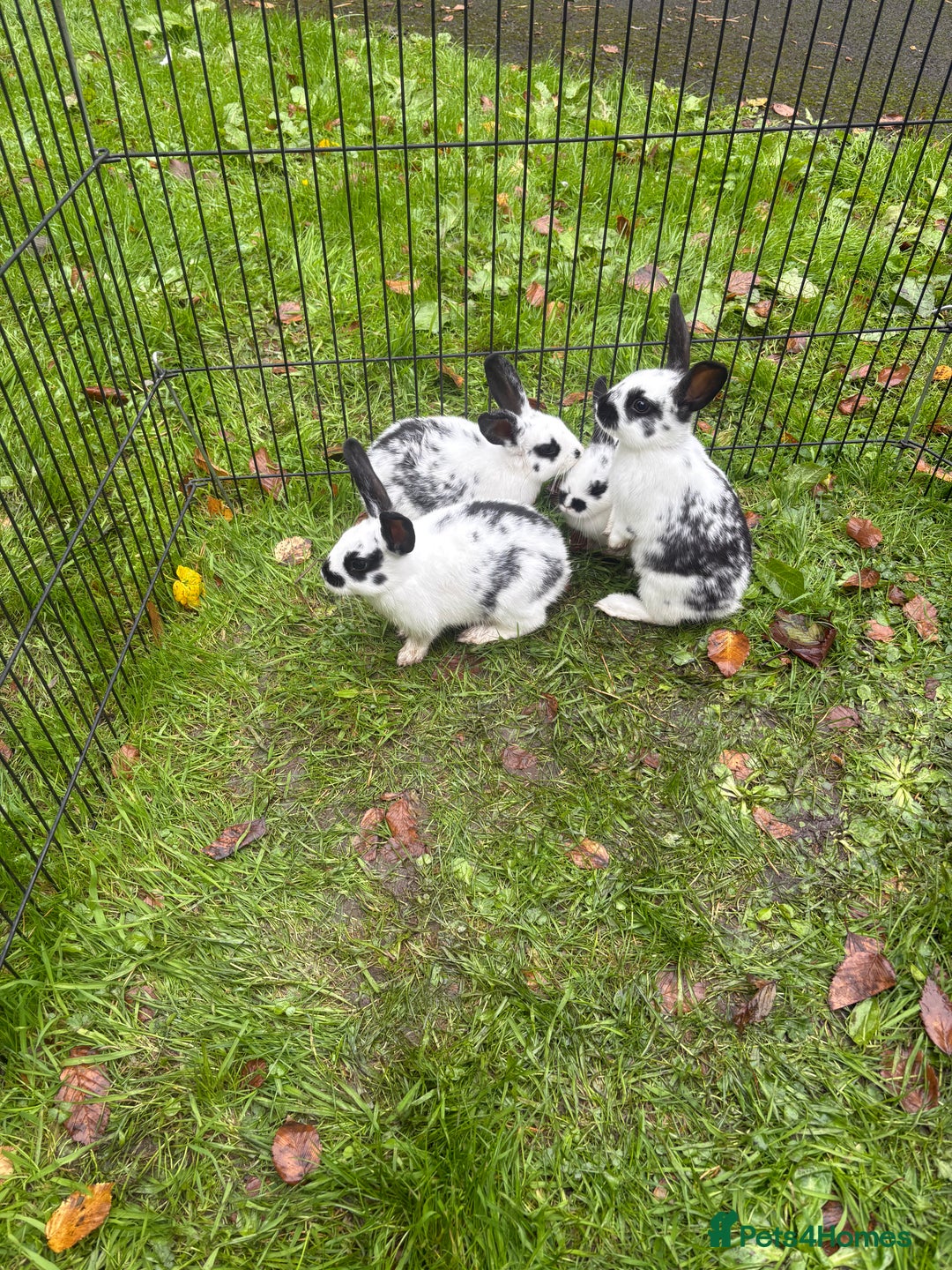 Rex rabbits for sale: Beautiful friendly babies - Image 7