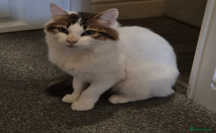 Mixed Breed cats - Advert 3