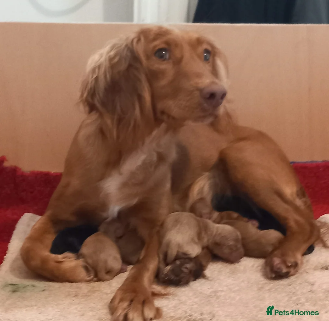Cockapoo dogs for sale: Cockapoos Ready To Go🐾 in Cwmbran - Advert 1