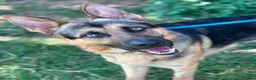 German Shepherd dogs for adoption: Mowgli - German Shepherd for Adoption in Wells - Advert 4