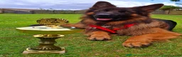 German Shepherd dogs for sale: 🐾🐶 GERMAN SHEPHERD PUPPIES FOR SALE 🐶🐾 in King's Lynn - Advert 20