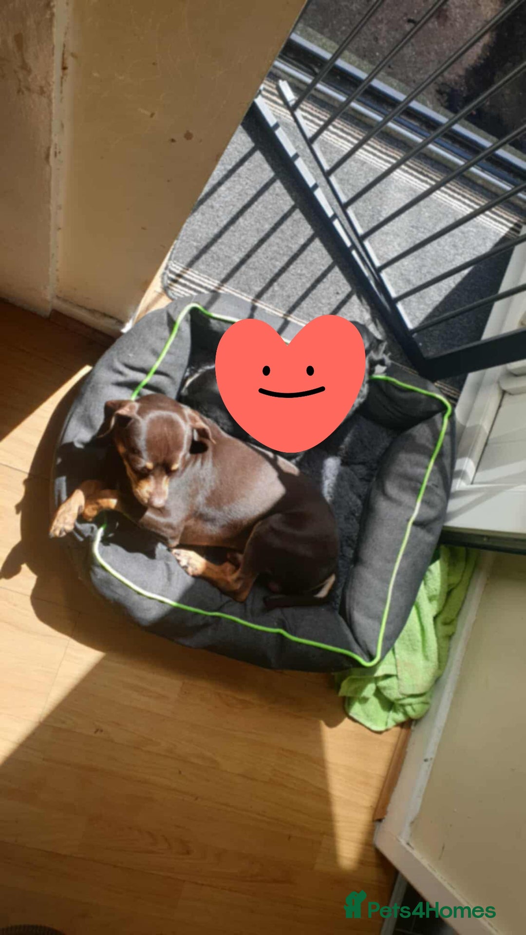 Mixed Breed dogs for sale: Pinched mix - Image 6