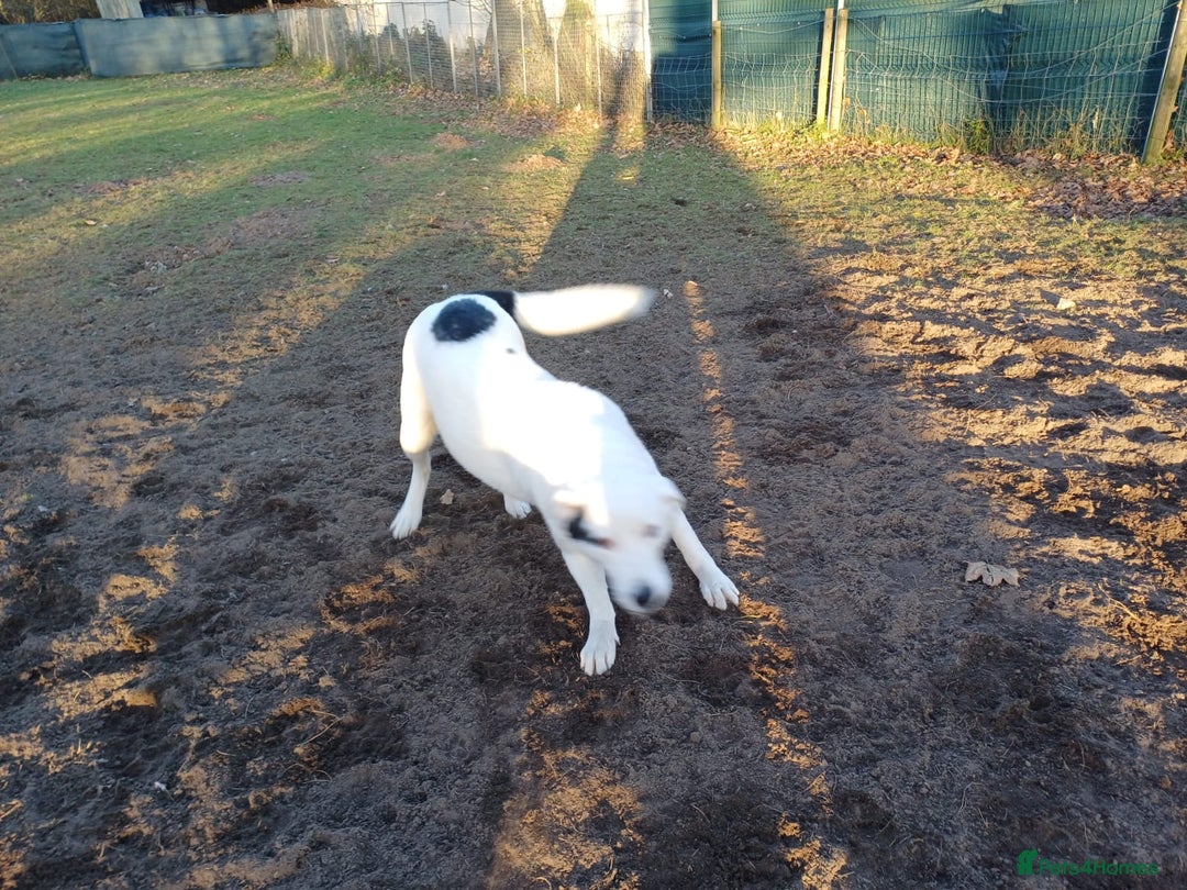 Mixed Breed dogs for adoption: 🌸 MEET BIANCA - a Gentle Girl for a Loving Family - Advert 24