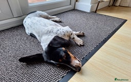 Miniature Dachshund dogs for sale: Miniature Dachsund  - Advert 18