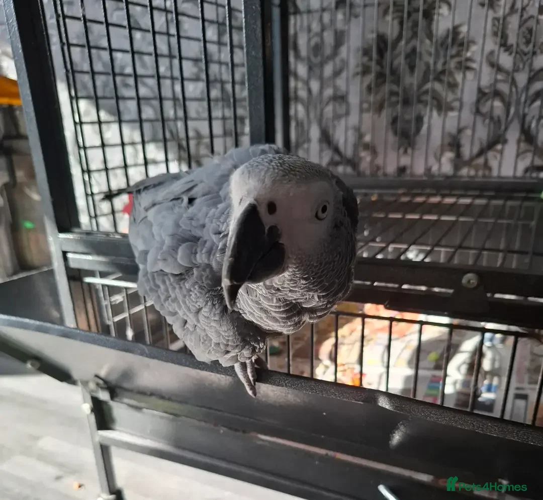 Parrots birds for sale: 2 year old African Grey - Advert 6