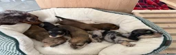 Miniature Dachshund dogs for sale: Long Haired Miniature Dachshund Puppies - Advert 6