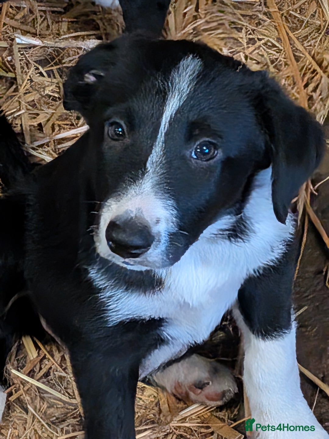 Border Collie dogs for sale: Six border Collie pups  - Image 5