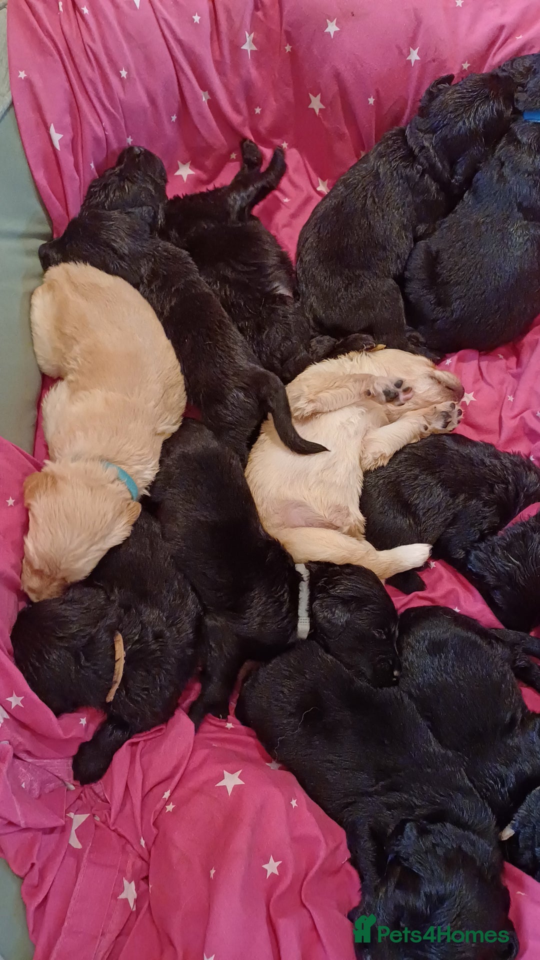 Goldendoodle dogs for sale: Goldendoodles. Family pets - Advert 18