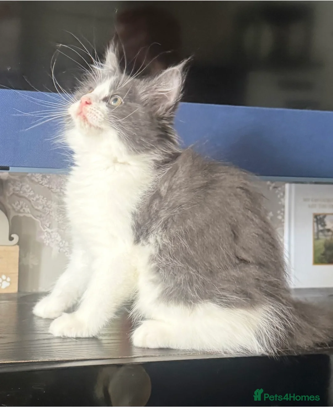 Mixed Breed cats for sale: Ragdoll x Mainecoon fully vaccinated kittens  - Advert 5