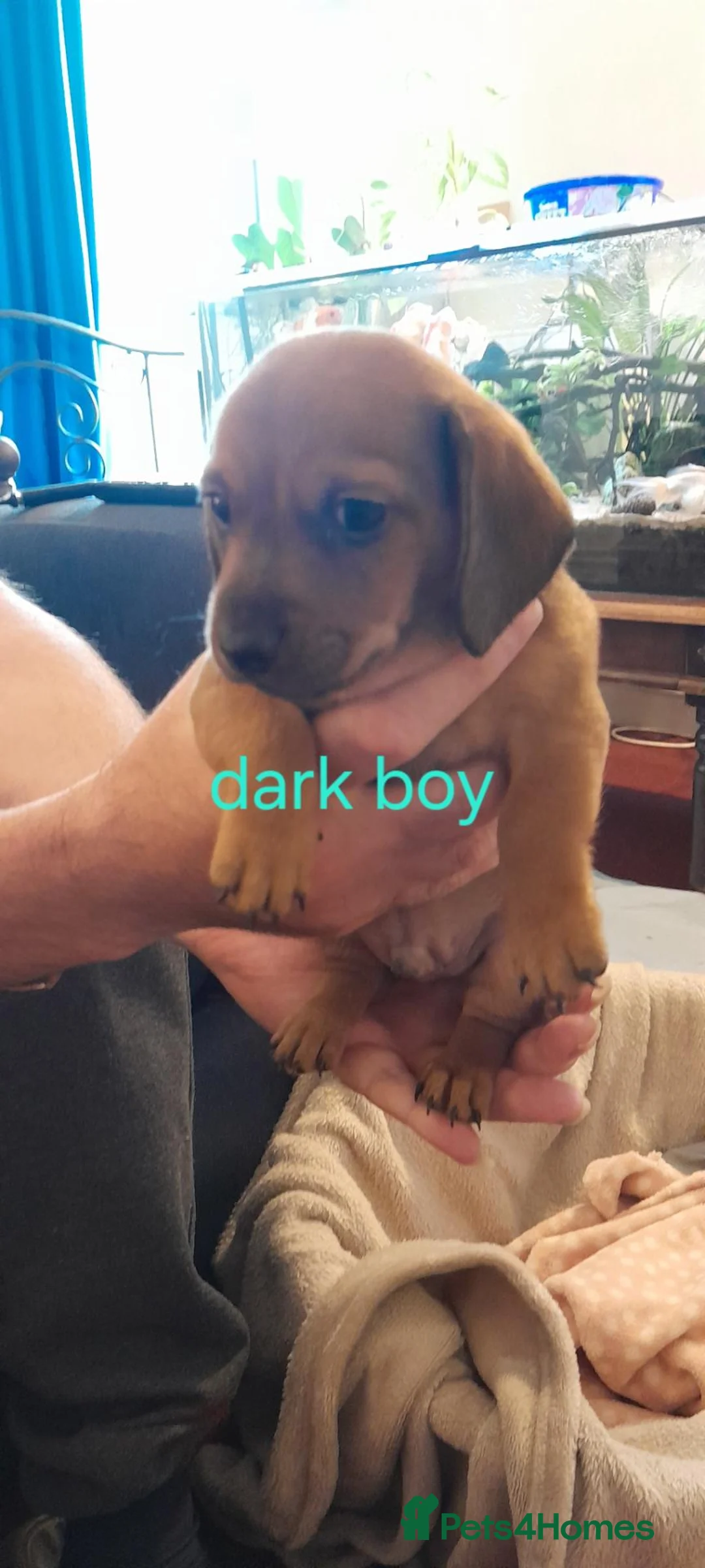 Mixed Breed dogs for sale: Mix breed puppies  - Advert 2