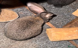 Continental Giant rabbits for sale: Pure Bred Continental Giant Rabbits  - Image 32