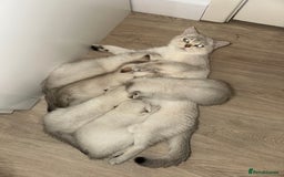 Scottish Fold cats for sale: *LUXURY SCOTTISH FOLD & 1 STRAIGHT KITTENS* - Advert 6