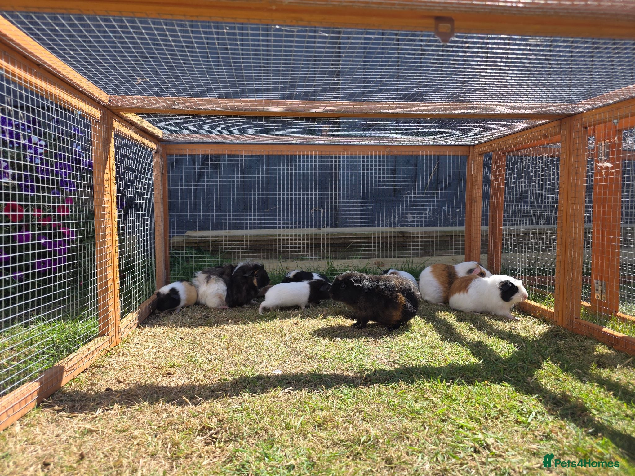 Guinea Pig rodents Guneapigs  - Advert 11