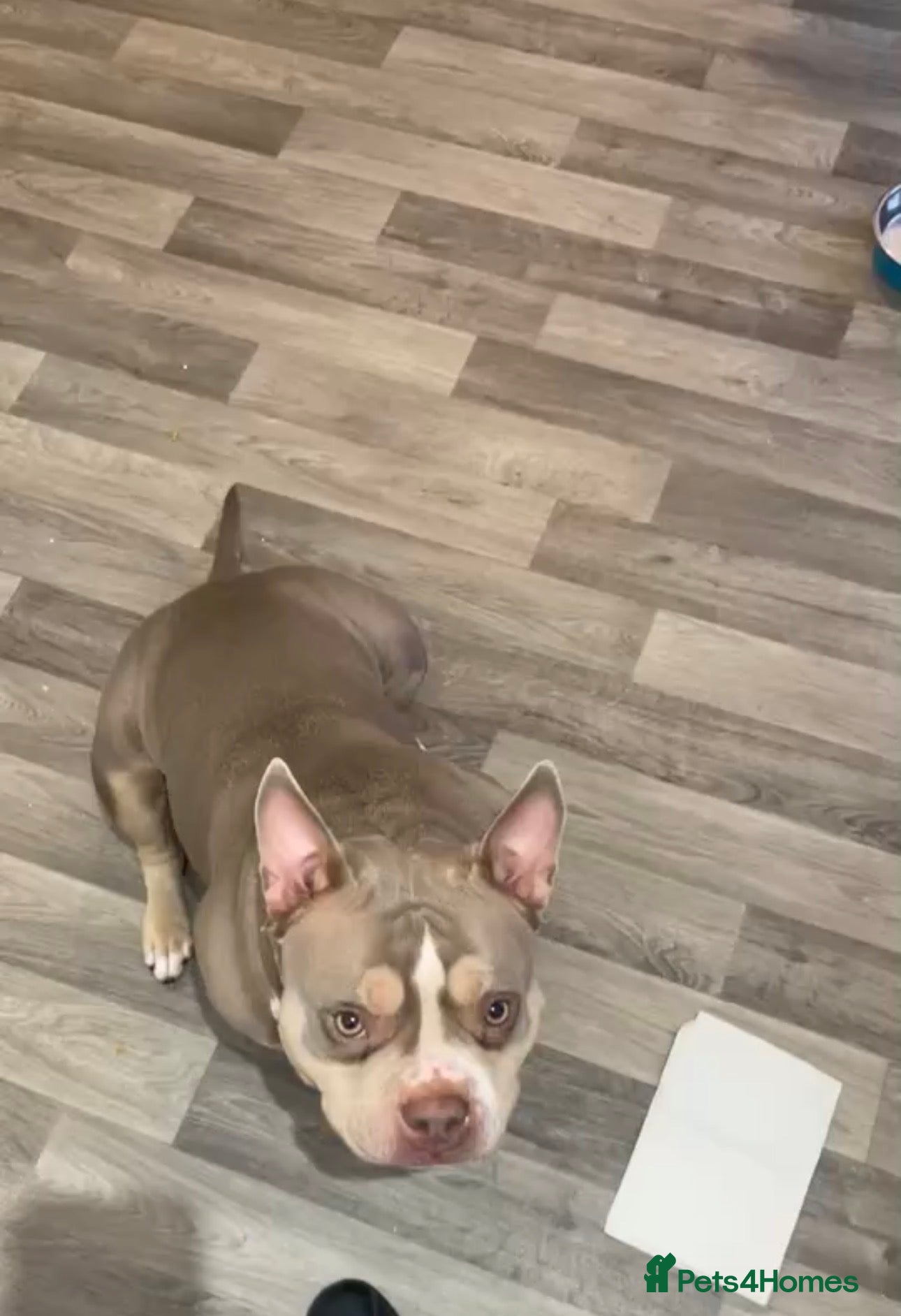 American Bully dogs Pocket bully  - Advert 1