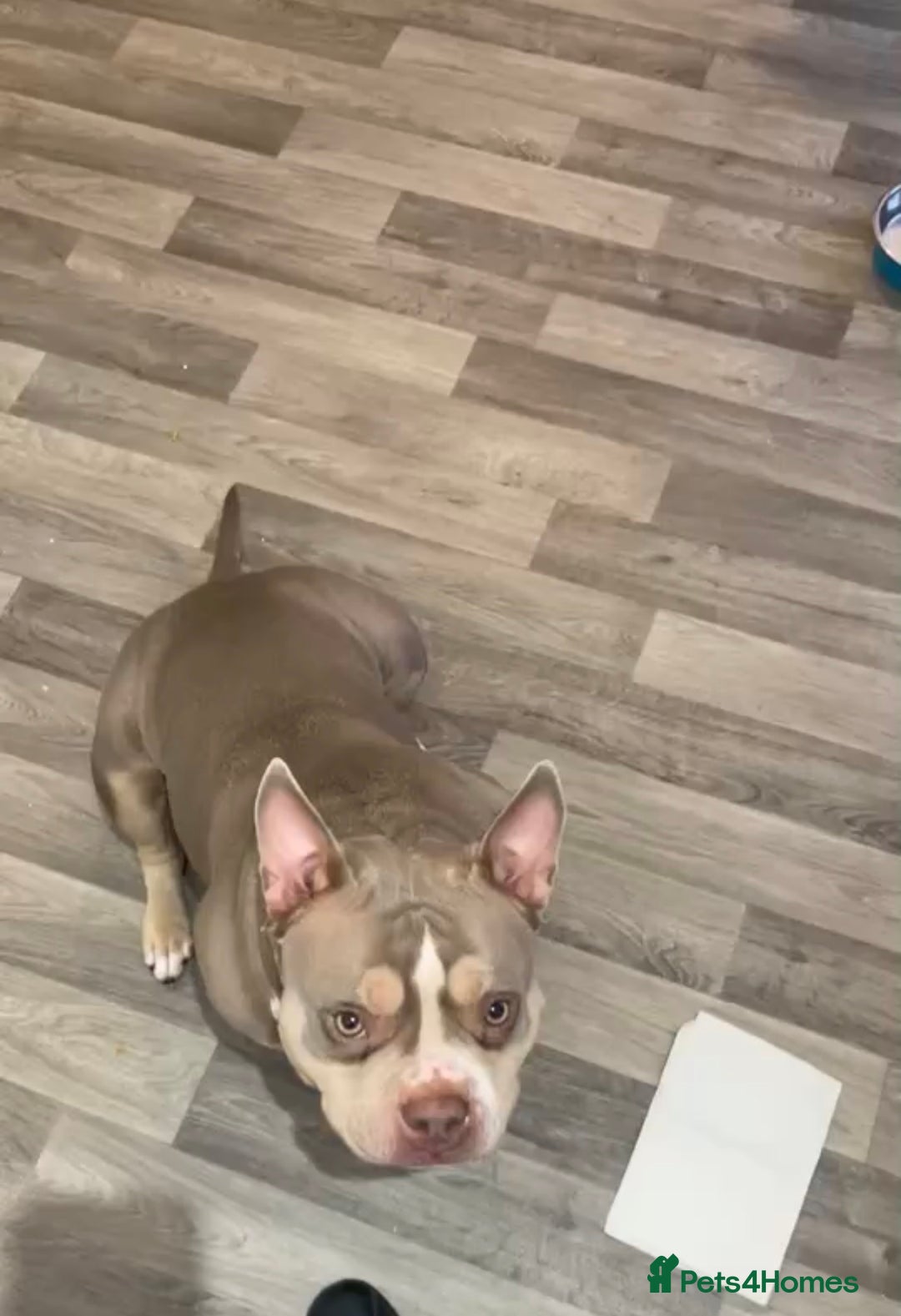 American Bully dogs for sale: Pocket bully  - Advert 1