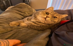 British Shorthair cats for sale: 1yr old male BSH for rehoming  - Image 2