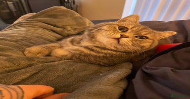 British Shorthair cats - Advert 11