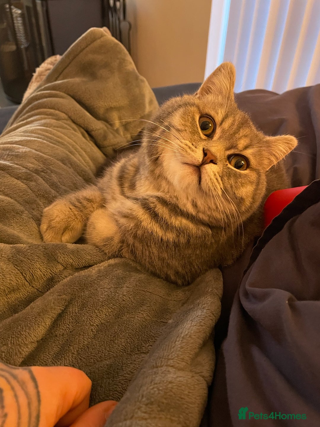 British Shorthair cats for sale: 1yr old male BSH for rehoming  - Image 2