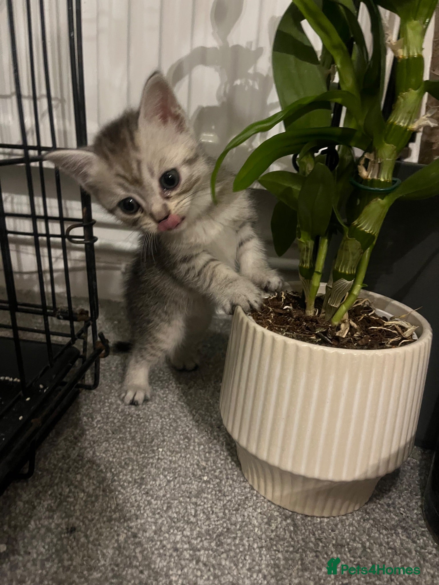 Mixed Breed cats Cute grey mix breed baby kittens  - Advert 2