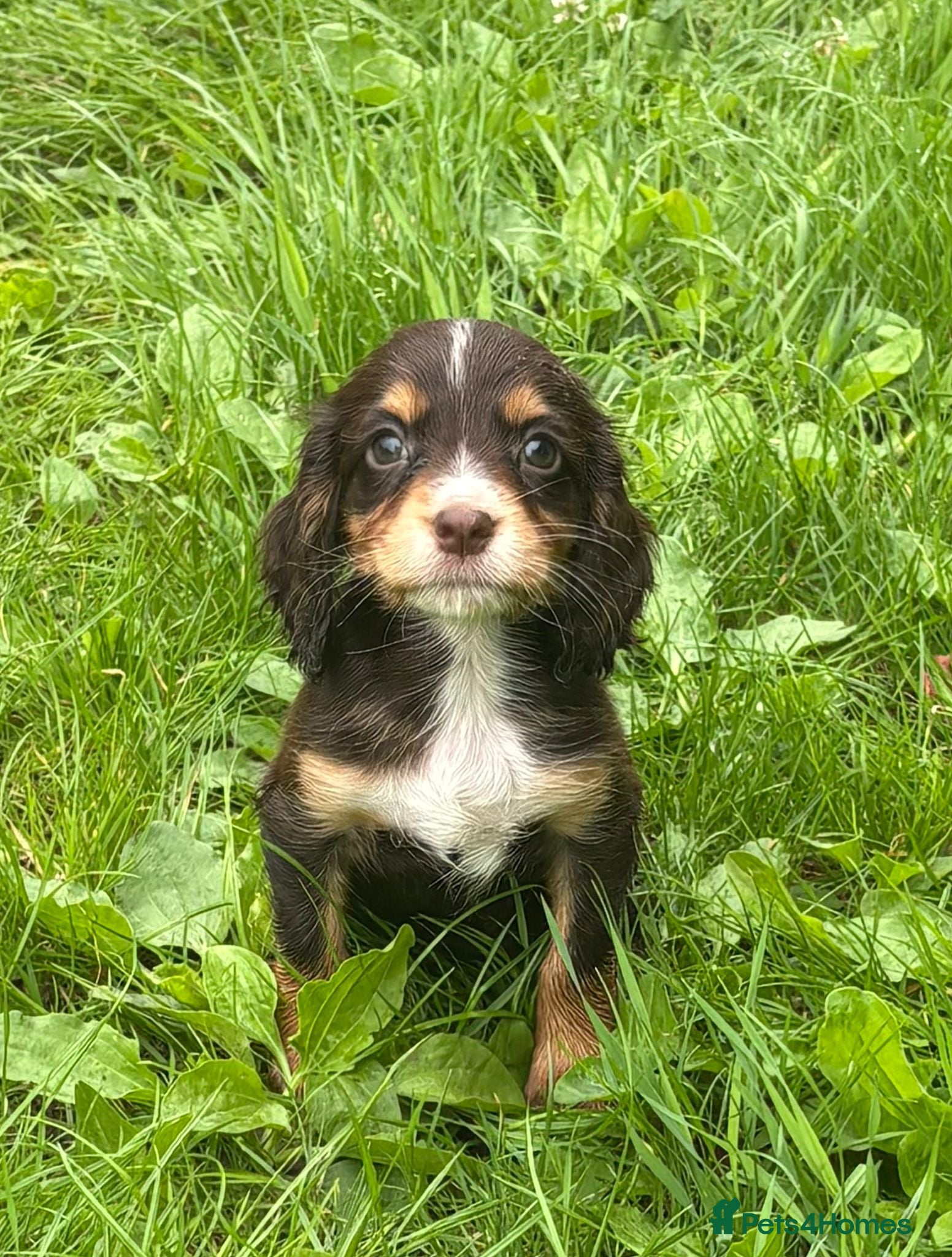 Cocker Spaniel dogs Cocker spaniel puppies - Advert 1