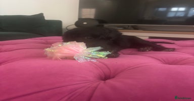 Mixed Breed dogs Bedlington cross cocker spaniel puppies  - Advert 16