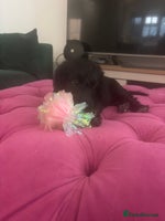 Mixed Breed dogs Bedlington cross cocker spaniel puppies - Advert 1