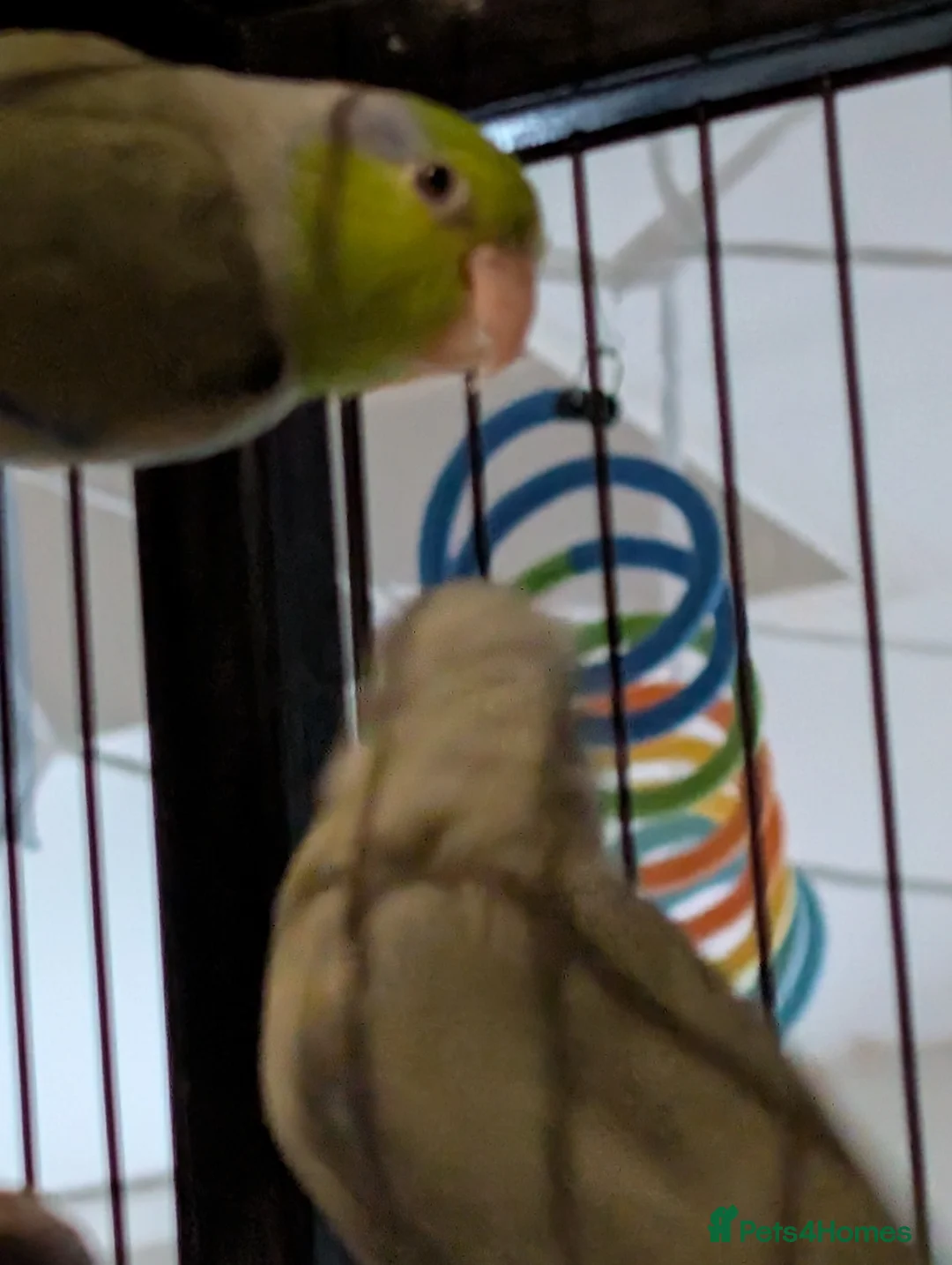 Parrots birds for sale: 2 male parrotlets - Advert 3