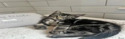 Bengal cats for sale: Tabby mixed kittens  - Advert 12