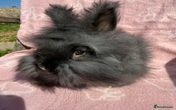 French Lop rabbits for sale: Adult rabbits to a good home.. - Image 4