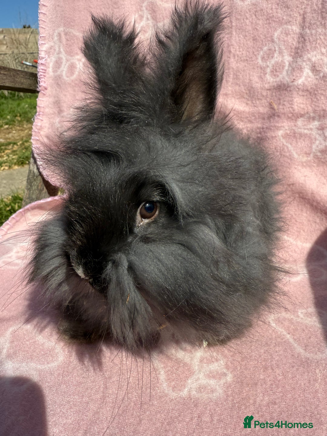 French Lop rabbits for sale: Adult rabbits to a good home.. - Image 4