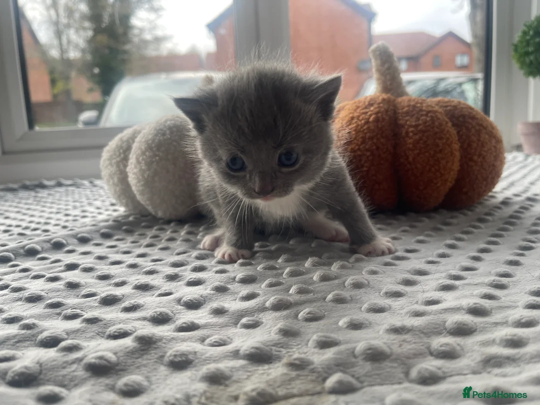 Mixed Breed cats for sale: All reserved  - Advert 2