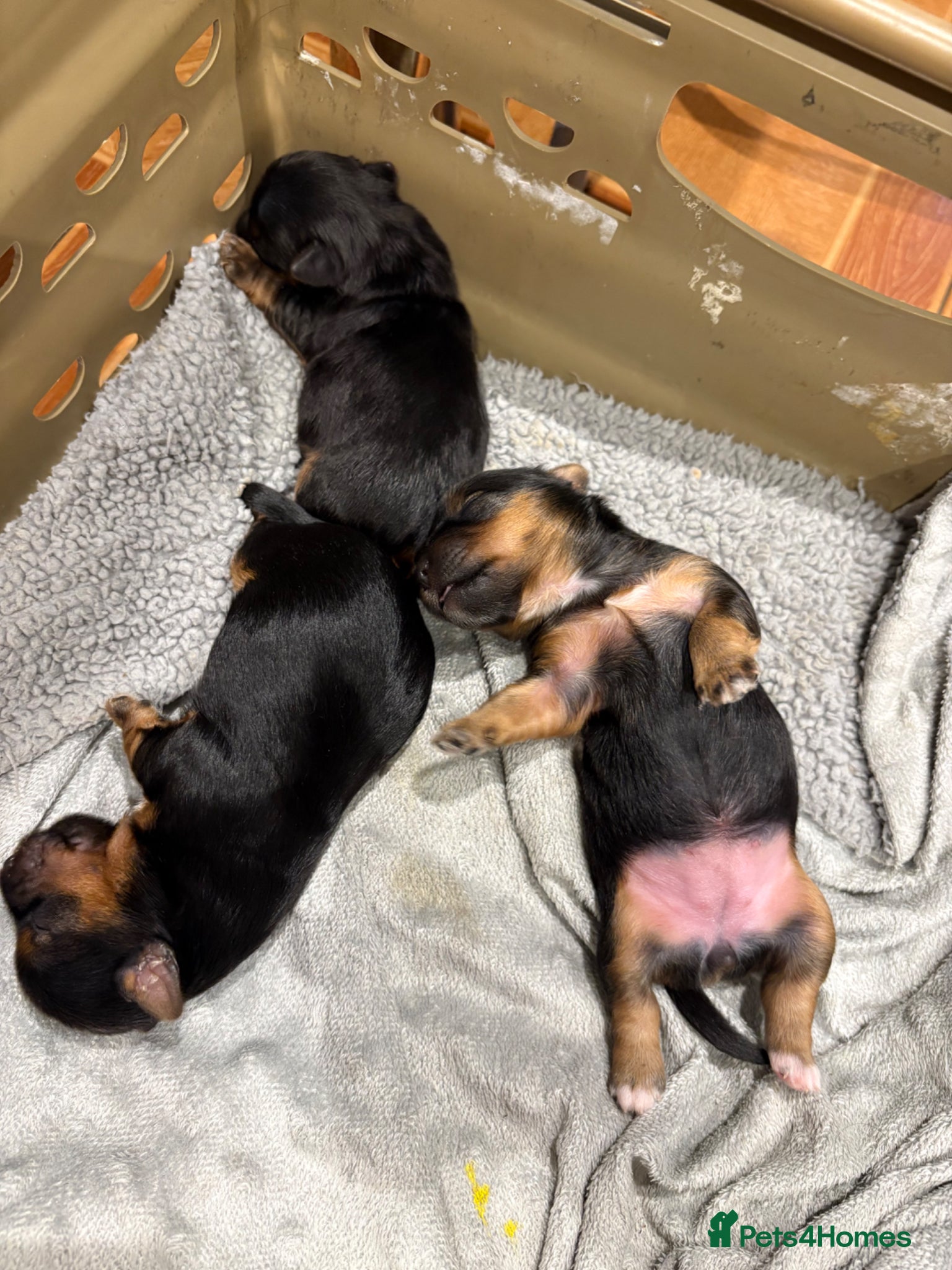 Yorkshire Terrier dogs for sale:  Beautiful Yorkshire Terrier mini Puppies tor Sale - Advert 2