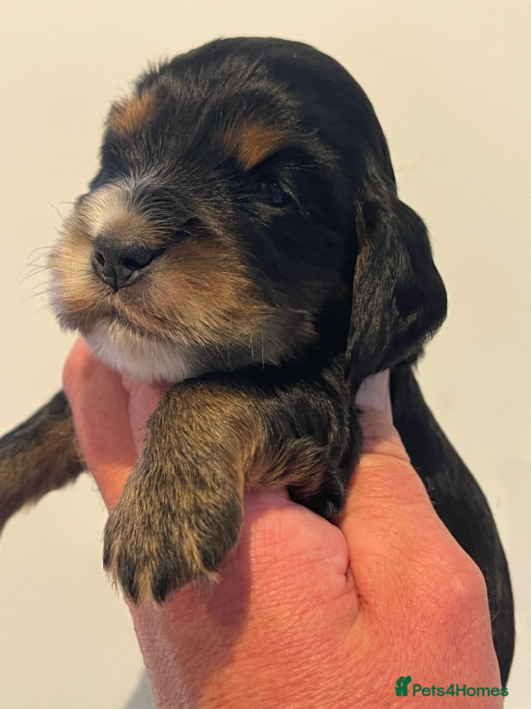 Cocker Spaniel dogs for sale: Show Cocker Spaniel’s  - Image 20