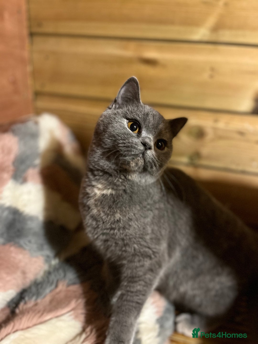 Brazilian Shorthair cats for sale: Young female British shorthair kitten  - Advert 9