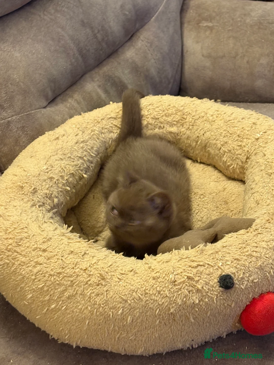 British Shorthair cats for sale: Three stunning female chocolate kittens available  - Advert 7