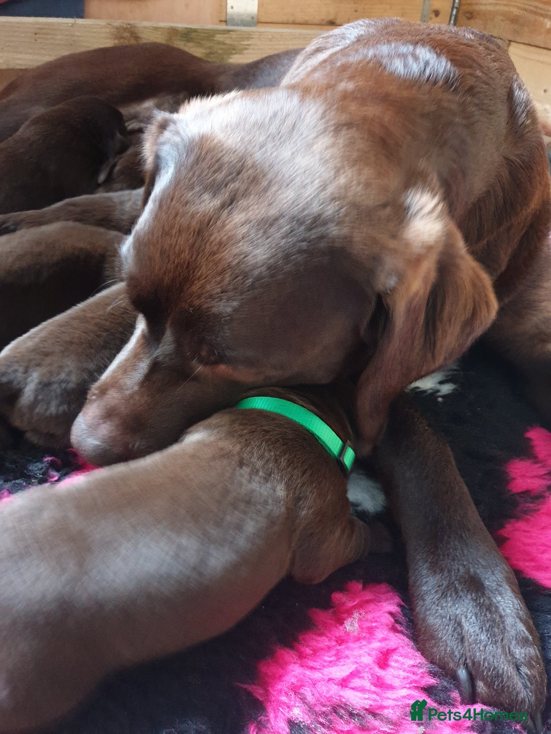 Labrador Retriever dogs for sale: Chocolate Labradors by FLASHMOUNT TENOR of TAGABEA - Image 15