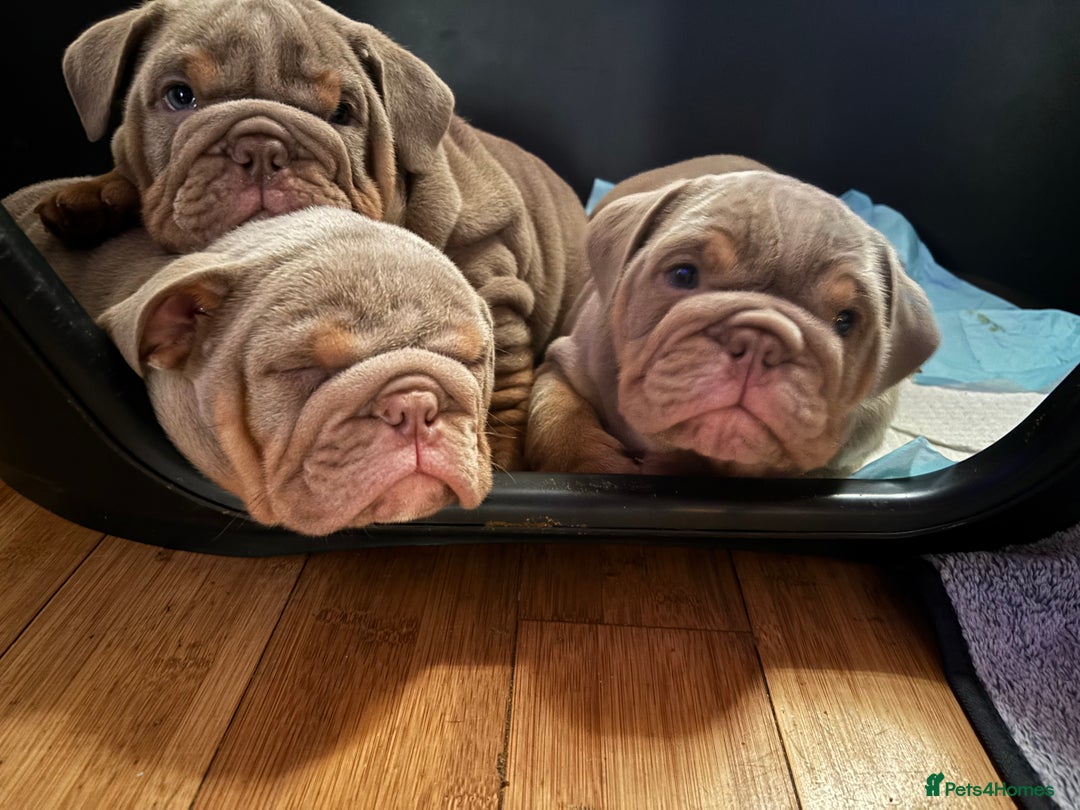 English Bulldog dogs for sale: 2 English bulldog 'lilac' puppies READY 8TH DEC 25 - Advert 34