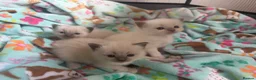 Ragdoll cats for sale: Ragdoll Kittens in Dalkeith - Advert 3