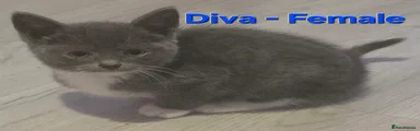 Diva