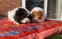 Guinea Pig rodents for sale: 2 male baby guinea pigs flitwick - Image 5
