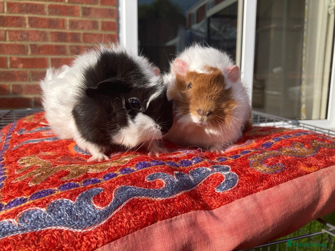 Guinea Pig rodents for sale: 2 male baby guinea pigs flitwick - Image 5