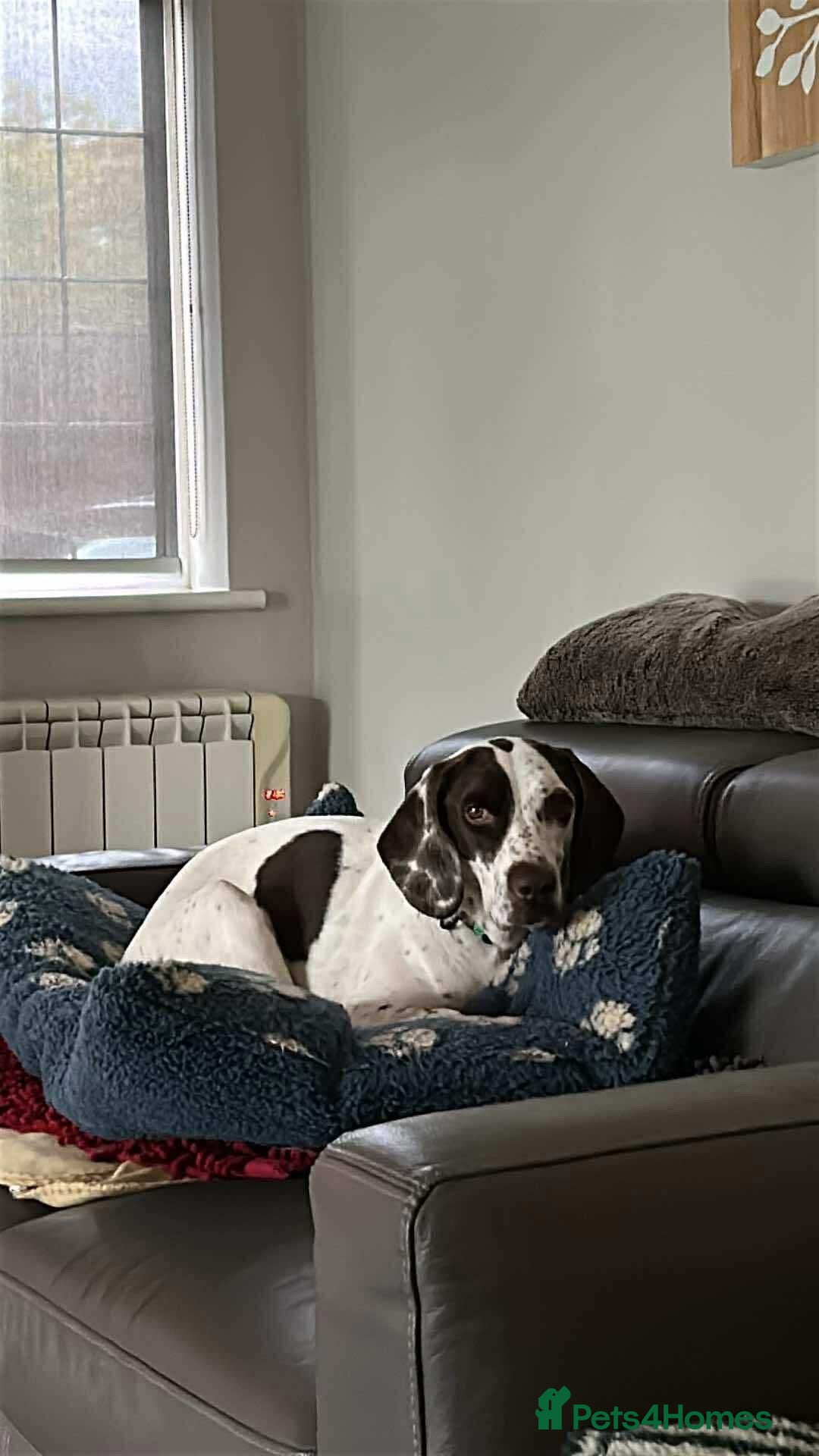 Mixed Breed dogs for adoption: Nitsa shy pointer cross girl  - Advert 2