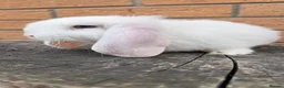 French Lop rabbits for sale: Quality Pedigree French Lops by Lincolnshire Lops - Advert 3