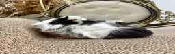 Guinea Pig rodents for sale: 16 Guinea pigs for sale 🩵Boys  - Advert 6